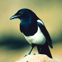 Magpie Sounds - Hunting calls