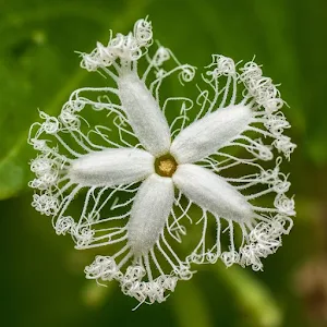 Flowers live wallpaper Screenshot 2