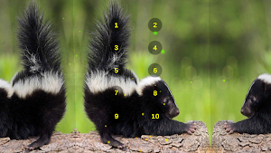 Skunk And Skunky Smell Sounds Screenshot 3