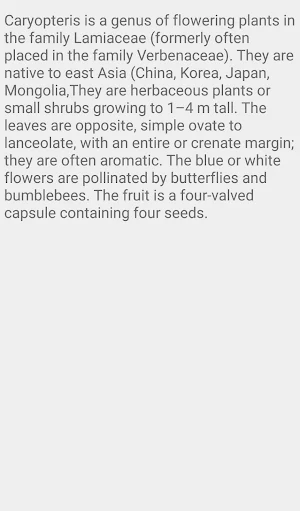 Caryopteris Flower Screenshot 1