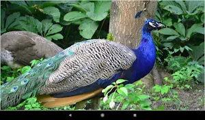 Colorful Peacock Backgrounds Screenshot 3