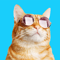Funny Crazy Wallpapers