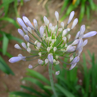 Lily-of-the-Nile Wallpaper