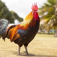 Rooster Wallpaper