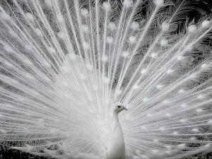 White peacock wallpapers Screenshot 3