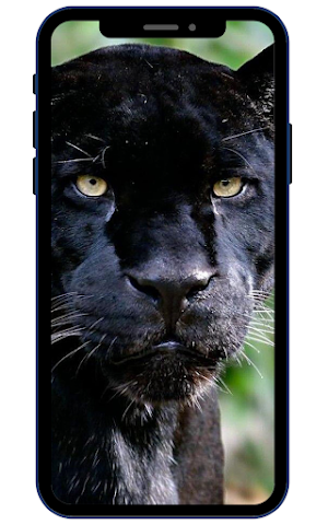 Black Panther Wallpapers Screenshot 2