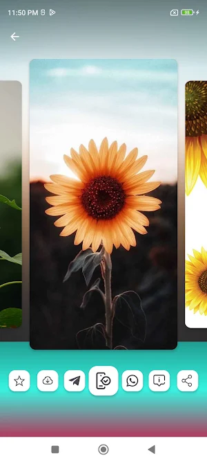 Sunflower Wallpapers HD Screenshot 3