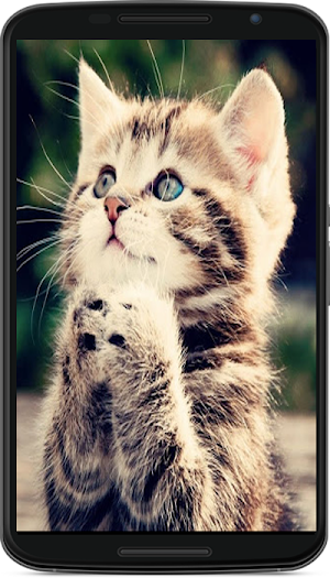 cat wallpaper Screenshot 2