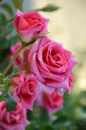 Rose Video Wallpaper Screenshot 2