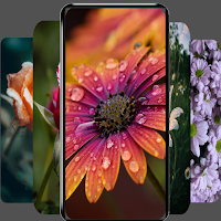 Flowers wallpaper 4k cute