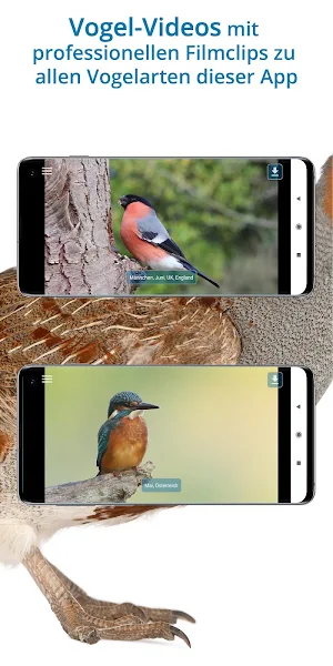 NABU Vogelwelt - Vögel Entdecken und Bestimmen Screenshot 3