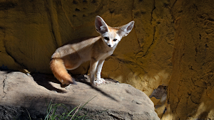 Fennec Fox Wallpaper HD Screenshot 0