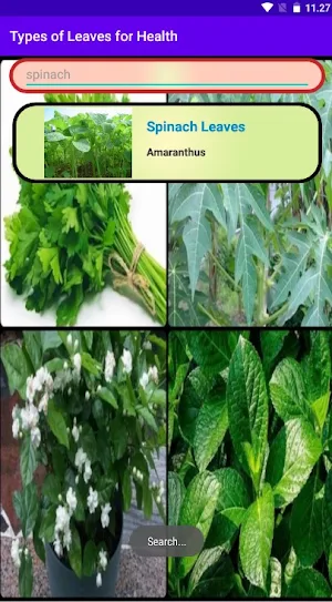 Types of Leaves for Health Screenshot 1