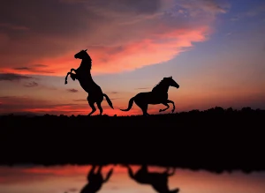 Horse Wallpapers 2 Screenshot 2