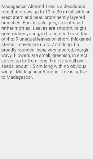 Madagascar Almond Tree Screenshot 1