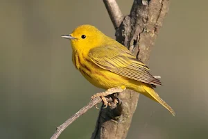 Yellow Wallpapers Screenshot 1