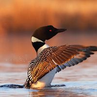 Loon Sounds