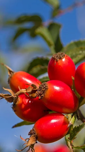 Fruit Picking Wallpaper Screenshot 1