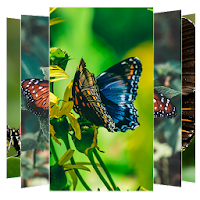 Butterfly Wallpapers