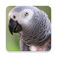 Grey Parrot Bird Sound Collections ~ Sclip.app