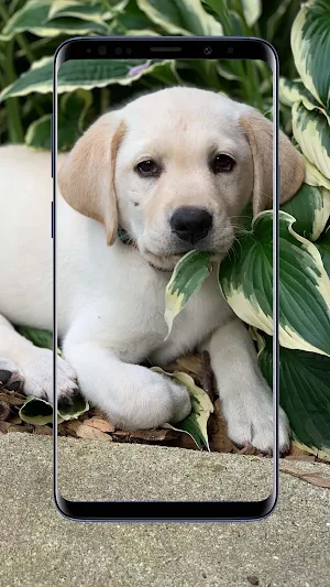 Labrador Wallpapers Screenshot 2