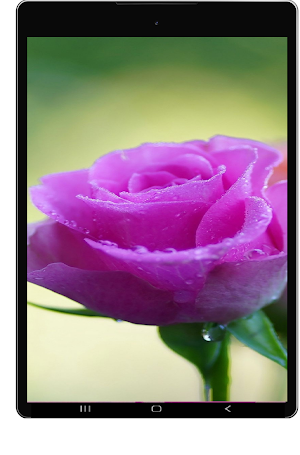 Tropical Blossom Screenshot 3