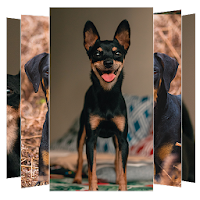 Doberman Dogs Wallpapers