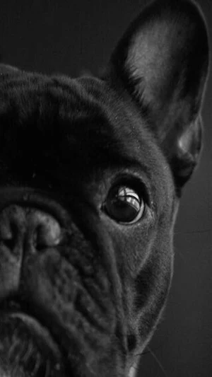 French Bulldog Wallpaper Screenshot 0