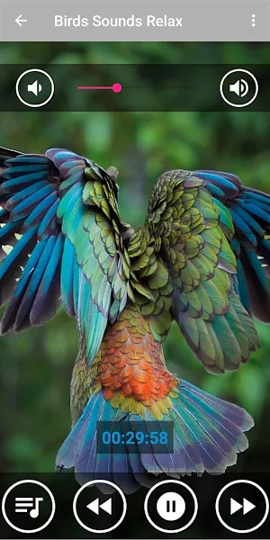 Relaxing Bird Chirping Sounds Screenshot 0