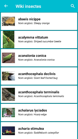 Insect Identification Screenshot 3