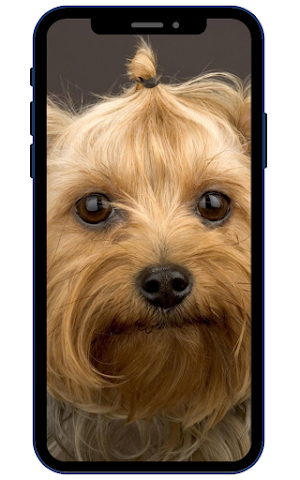 Yorkshire terrier Wallpapers Screenshot 0