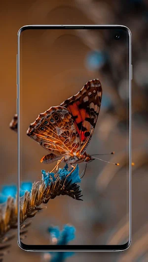 Butterfly Wallpaper - Colorful Butterfly HD & 4k Screenshot 2