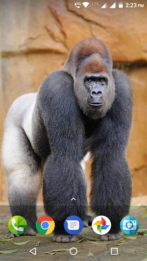 Monkey Wallpaper Screenshot 3