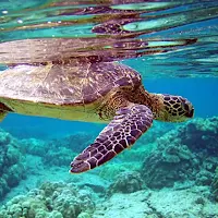 Sea Turtles Wallpapers