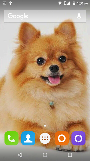 Pomeranian Dog Wallpaper Hd Screenshot 1