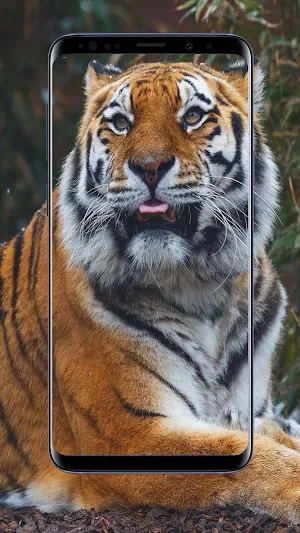 Tiger Wallpapers Screenshot 0