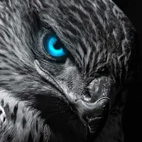 Eagle Wallpaper