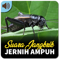 Suara Jangkrik Jernih