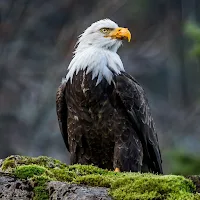 Bald Eagle Wallpaper HD