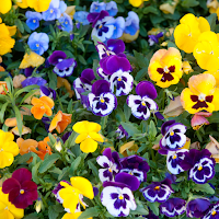 Pansy Wallpapers