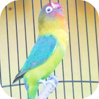 Master Kicau Lovebird Juara