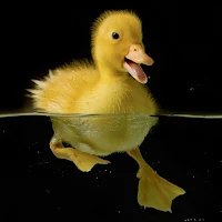 Duckling Wallpapers