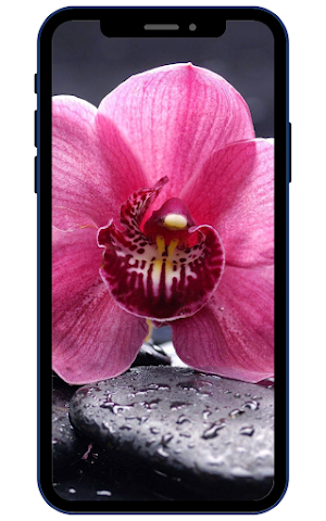 Orchid Wallpapers Screenshot 0