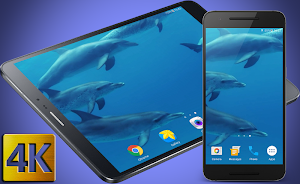 Dolphins Live Wallpaper Screenshot 0