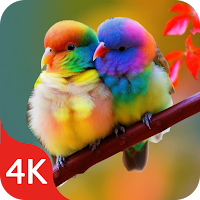Birds Wallpapers Live in 4K