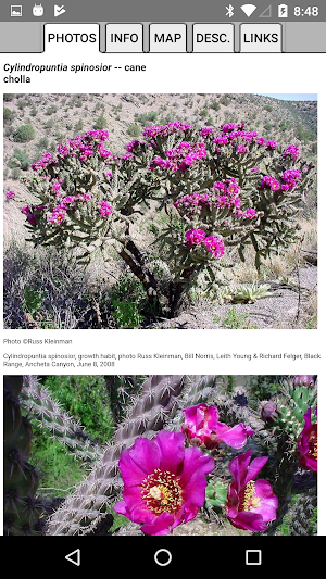 Northern Mexico Wildflowers Screenshot 2