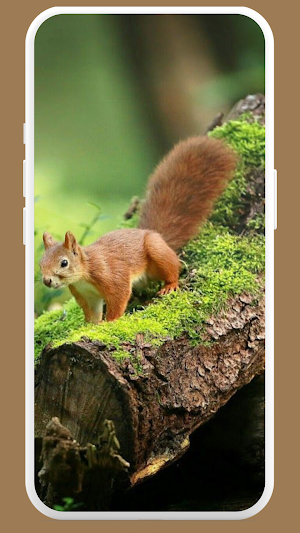 Cute Squirrel Wallpaper HD Screenshot 3
