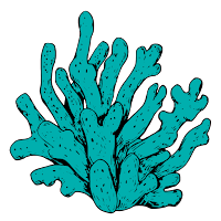 Madrèpora Oyster