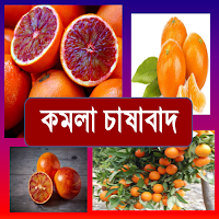কমলা চাষাবাদ~Orange