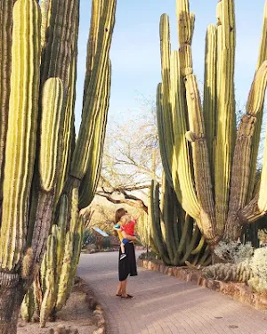 Arizona Wallpaper HD Screenshot 0